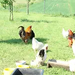 Przy Kominie Piecki (Warmian-Masurian)
