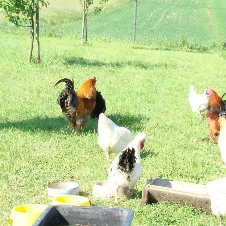 Przy Kominie 佩茨基